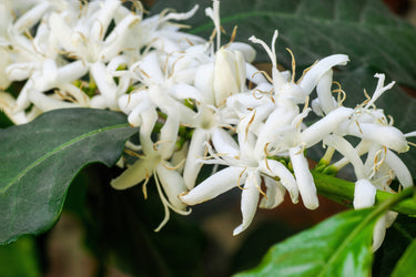15 ARABICA COFFEE Tree Shrub Seeds - Grow your own coffee!